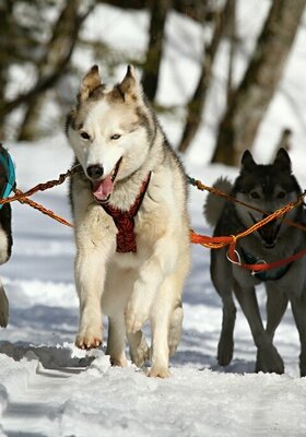 Chiens de traîneaux  et/ou cani rando